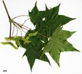 SpeciesSub: subsp. macropterum SpeciesSub: subsp. macropterum